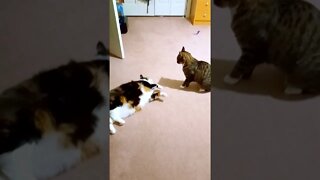 Cat Fight - Play Fight