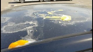 Frying Eggs On Car's Roof In 47 Degrees Celsius In Adelaide