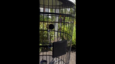 Meet Babe The Africa Grey Parrot 4K