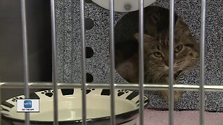 65 cats removed from a Green Bay homeCIETY.