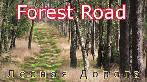 #Forest Road#Лесная дорога