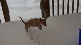 Dog gets cold paws about a walk in the snow