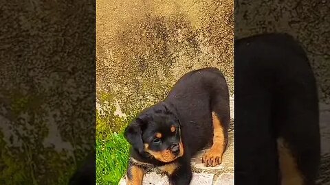 scared rottweiler puppy #rottweiler #puppy #shorts #cute #doglover