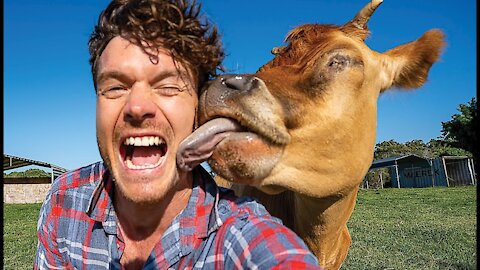 Blind Cow Won't Stop Licking People's Faces👅🐮