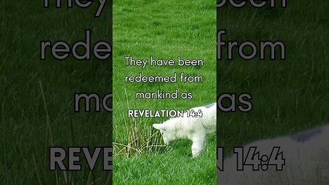 Revelation14:4 #motivation #viral #quotes #bibleverse