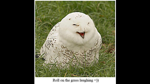 An owl laughing in front of the camera
