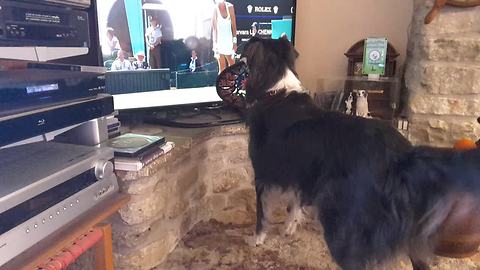 Border Collie cheers on Wimbledon tennis match