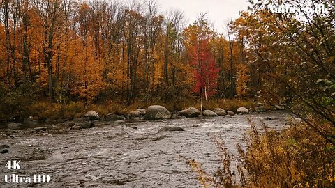 Late Autumn/Fall Bliss. Peaceful November. Cozy Autumn in the Countryside Forest with soothing Music