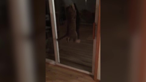 A Hilarious Cat VS A Moth Behind A Glass Door