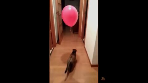 Compilation Cat Play With Baloon