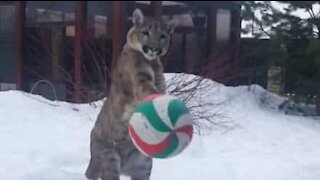 Puma spiller fodbold med ejer