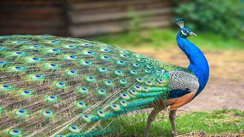 The peacock makes a beautiful sound