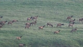 Up and coming Bull Elk! A good year seeing this many cows and calves!