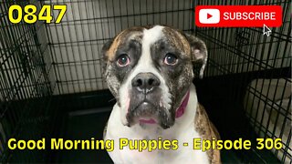 [0847] GOOD MORNING PUPPIES - EPISODE 306 [#dogs #doggos #doggies #puppies #dogdaycare]