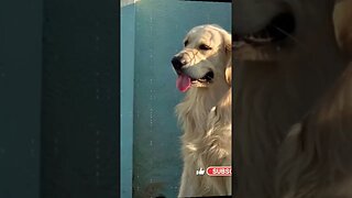 Tik-Tok #goldenretriever #ytshorts #shorts