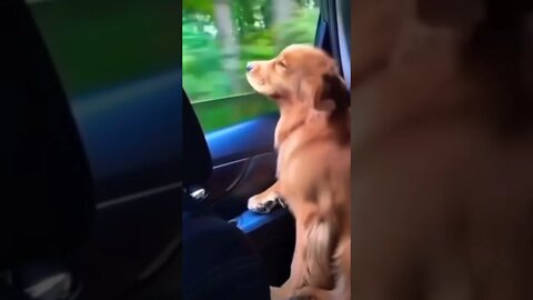 Funny doggo😂❤️ (must watch) #dog #dogs #doglover #dogdaily #dogpics #dogslove #dogvideos #shorts