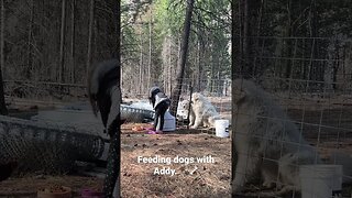 #feedingwithaddy #greatpyrenees #livestockguardiandogs #homesteading #montana #countryliving