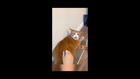 Cat funny 😂🤣 movement on camera