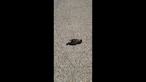 A young Hawk in the middle of the road