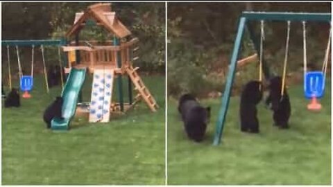 Cuccioli di orso invadono un parco giochi per divertirsi!