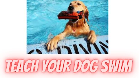 Teaching your Dogs How to Swim!