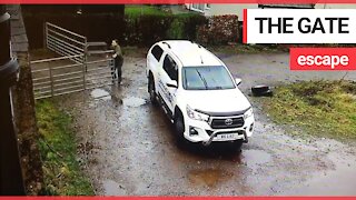 Hilarious video shows woman struggle with windblown gates