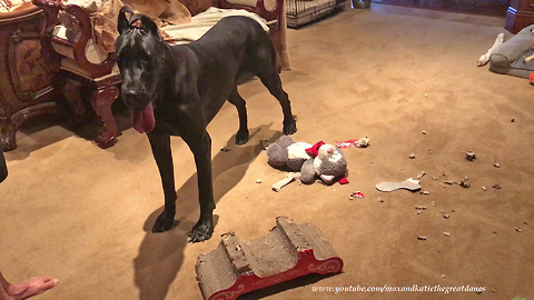 Great Dane decimates cat's scratch pad bed