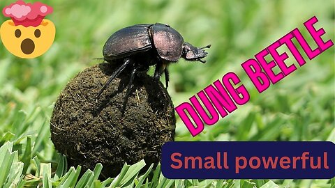 Dung beetle, a simple but mysterious seeker
