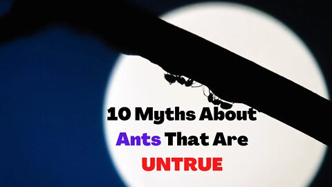 10 Myths About Ants That People Think Are True