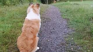 Puppy completely captivated by first ever deer sighting