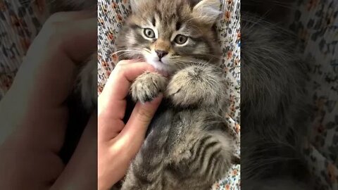 Smallest Fluffiest Kitten Ever