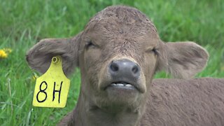 Sleepy newborn calf chews its cud in the sunshine