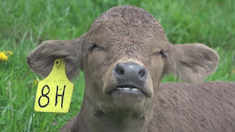 Sleepy newborn calf chews its cud in the sunshine