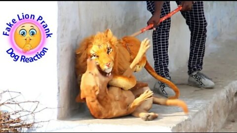 Fake Lion Prank Dog So Funny Can Not Stop Laugh Must Watch New Funny Prank Video 2021