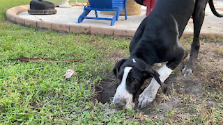 Happy 4 Month Old Great Dane Girl Puppy Loves To Dig