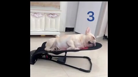 Dog Sleeping 💤😴 #ytshorts #shorts #PetpupFun #Fun #Dogs #Cats #Entertaiment #trending #viral