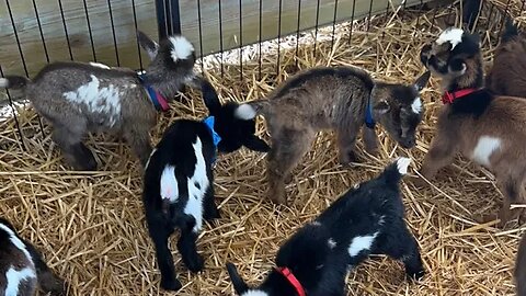 So many baby goats!