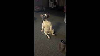 French Bulldog puppy's hilarious dance moves