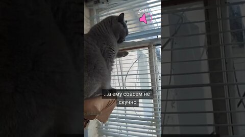 #shorts Смешные Коты Из Тик Тока 107 Funny Cats From Tiktok