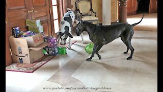 Great Danes really have fun unpacking these delivered groceries