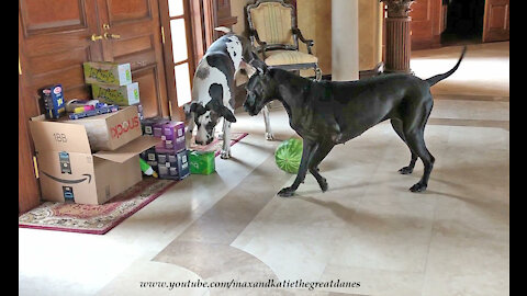 Great Danes really have fun unpacking these delivered groceries