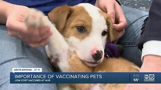 Importance of vaccinating pets