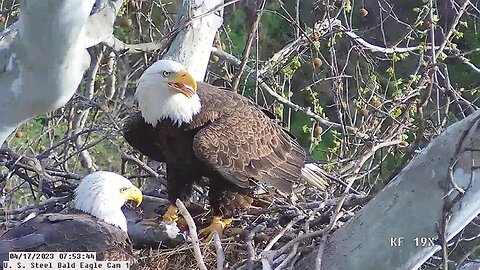 USS Bald Eagle Cam 1 4-17-23 @ 7:54 am Claire brings in huge largemouth bass after large trout