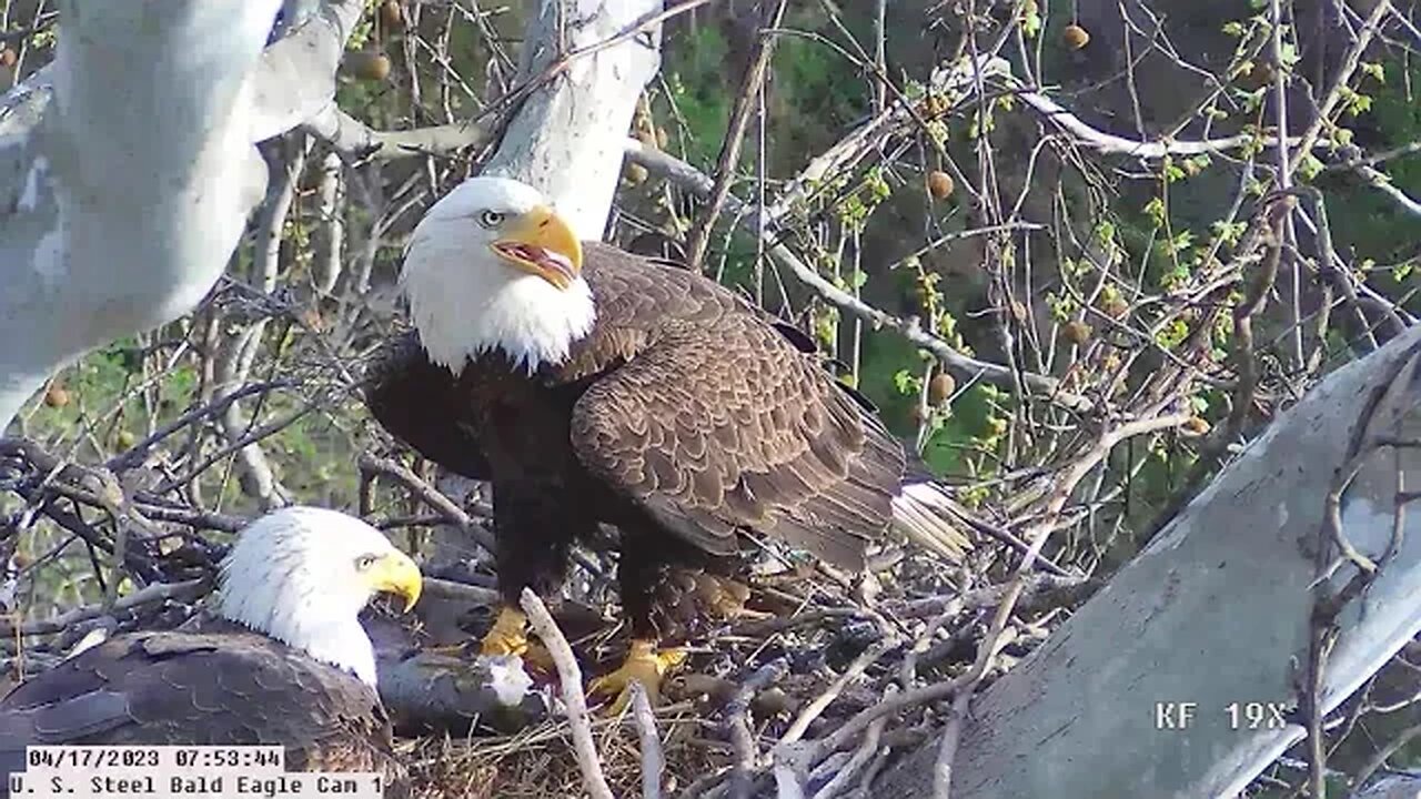 USS Bald Eagle Cam 1 4-17-23 @ 7:54 am Claire brings in huge largemouth