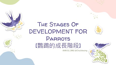 【新手養鳥】常見的15種鸚鵡成長周期 The Stages Of DEVELOPMENT FOR Parrots