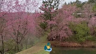 Bosque das Cerejeiras em Alfredo Chaves em 2023