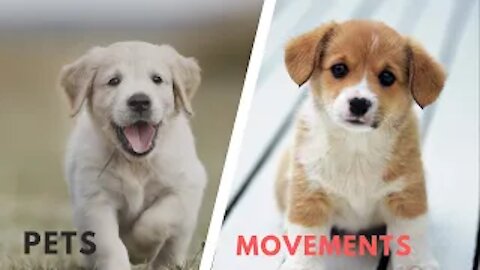 Baby Dogs Cute & Funny |Pets Movements !