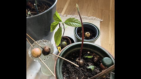 Planting avocado seeds