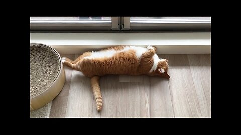 😻😹 Hilarious Cat Antics: Compilation №38