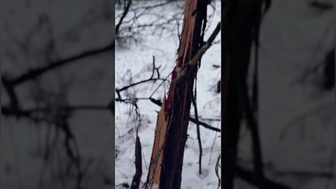 Cedar Trees SNAPPED with the weight of the SNOW